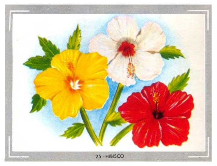 Hibisco