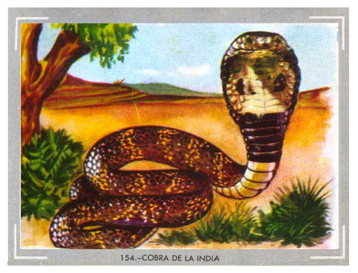 Cobra de la India