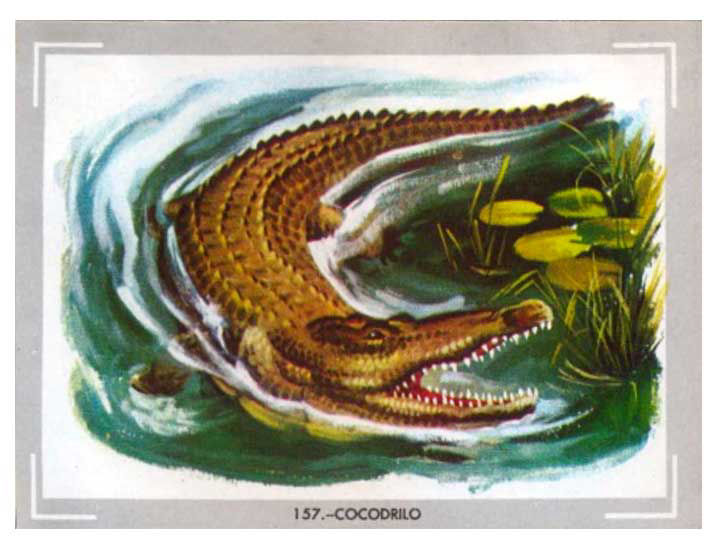 Cocodrilo