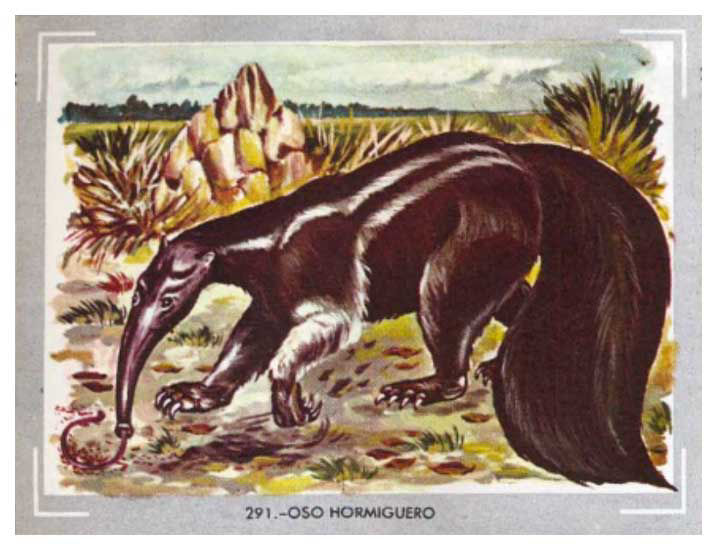 Oso Hormiguero