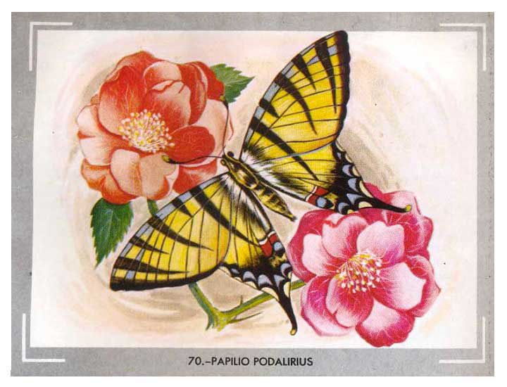 Papilio Podalirios