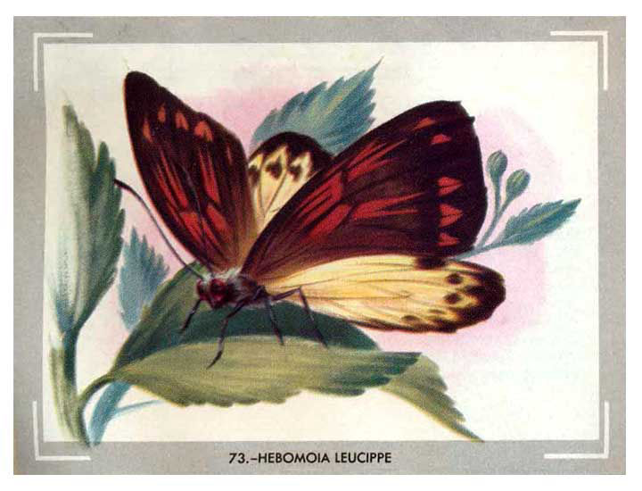 Hebomoia Leucippe